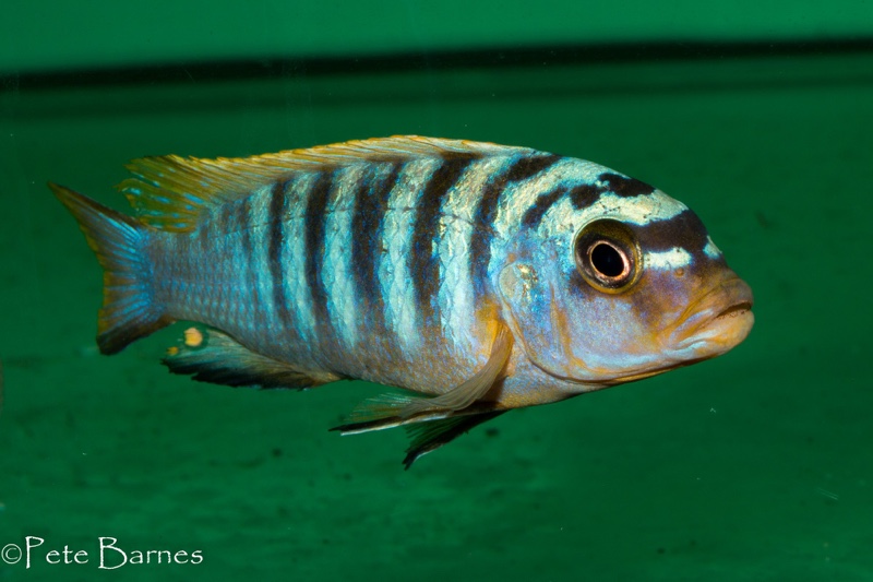 Maylandia sp. 'hajomaylandi pombo' Ndumbi Point